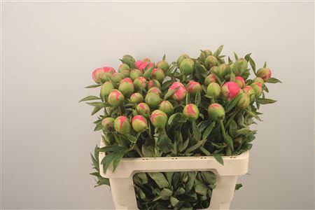 <h4>Paeonia L Pink Hawai Co</h4>