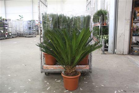 <h4>** Cycas Revoluta 30+ Extra * Spring Deal *</h4>