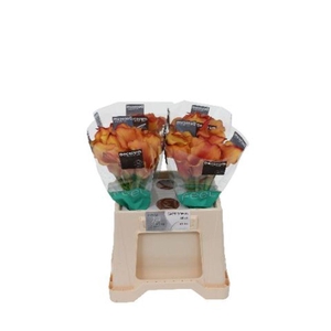 Zantedeschia captain odeon