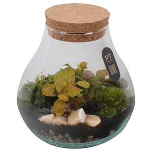 Arr.   Kamerplant Groen L%