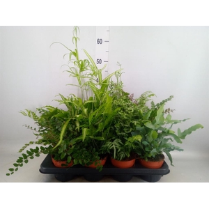 Ferns ...mix