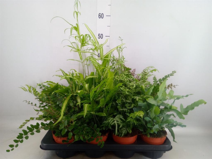 <h4>Ferns ...mix</h4>