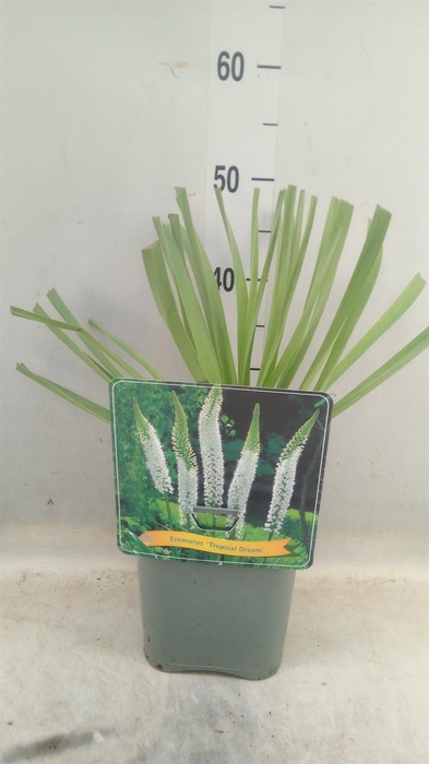 <h4>Eremurus   ...</h4>