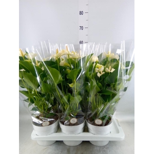 Anthurium andr. 'White Champion'