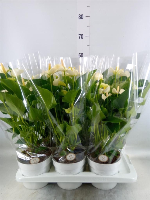<h4>Anthurium andr. 'White Champion'</h4>