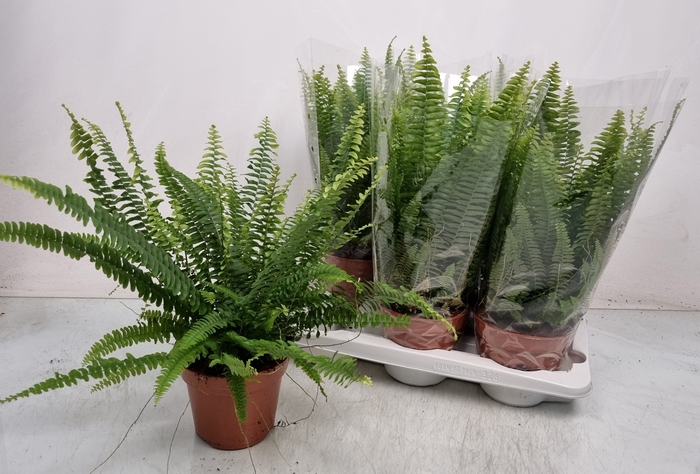 <h4>NEPHR EX GREEN LADY</h4>