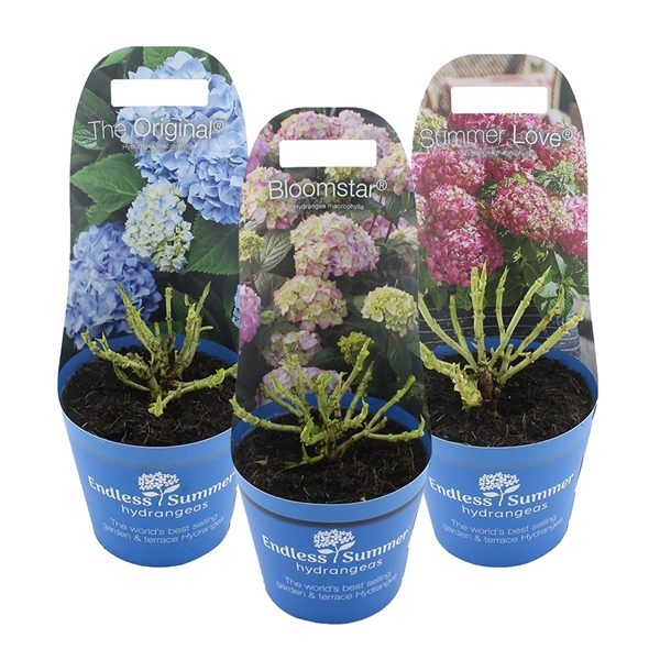 <h4>Hydrangea macr. Endless Summer® MIX C2 (17cm.) Potcover</h4>