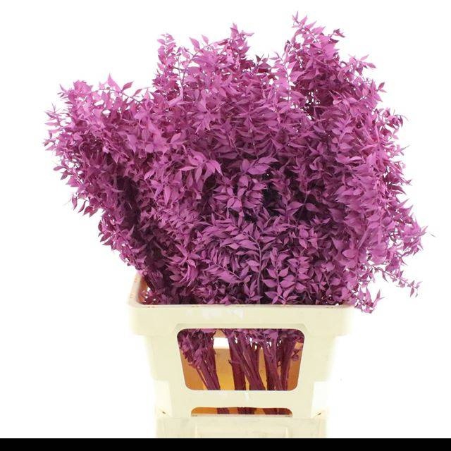 <h4>RUSCUS OV KLB H%</h4>