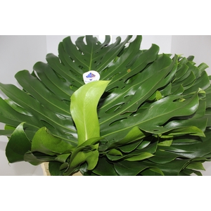 FOLHAGEM MONSTERA DELICIOSA 060 CM