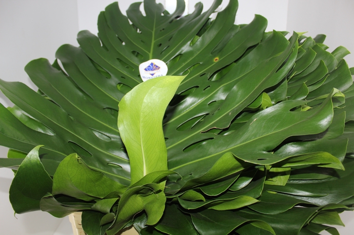 <h4>FOLHAGEM MONSTERA DELICIOSA 060 CM</h4>