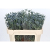 Eryngium Blue Dynamite