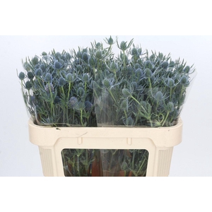 Eryngium Blue Dynamite