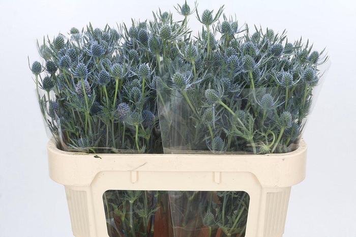 <h4>Eryngium Blue Dynamite</h4>