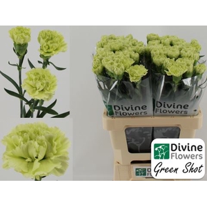 Dianthus ST 'Green Shot'
