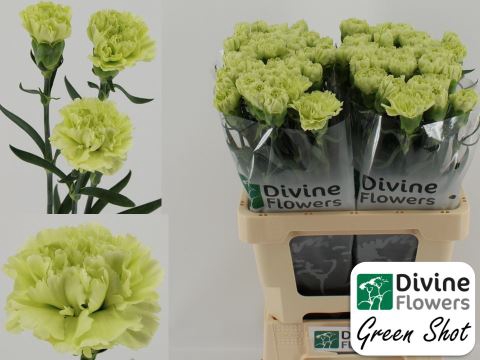 <h4>Dianthus ST 'Green Shot'</h4>