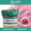 Eust. russ. DU 'Rosita Brgh Pink' Lugt