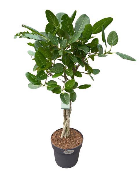 Ficus bengh. Audrey gevl. stam