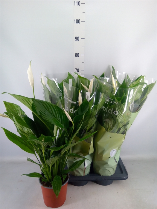 <h4>Spathiphyllum  'Bingo Cupido'</h4>