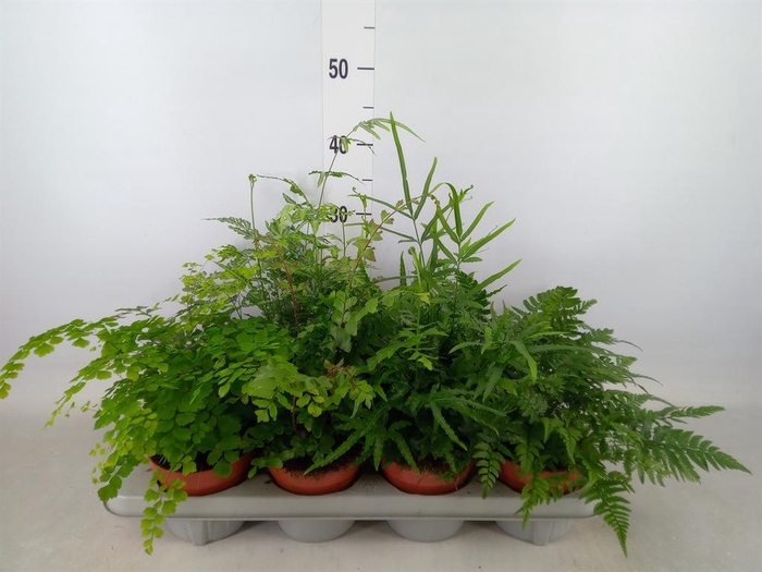 <h4>Ferns   ...mix</h4>