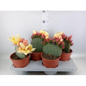 Opuntia azurea