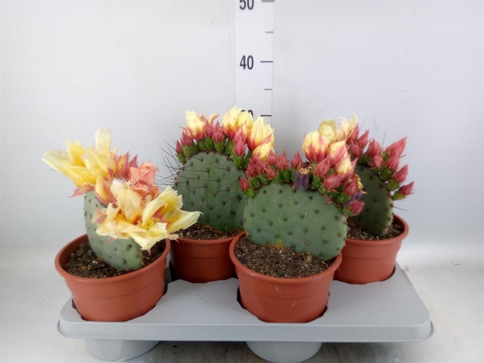 <h4>Opuntia azurea</h4>