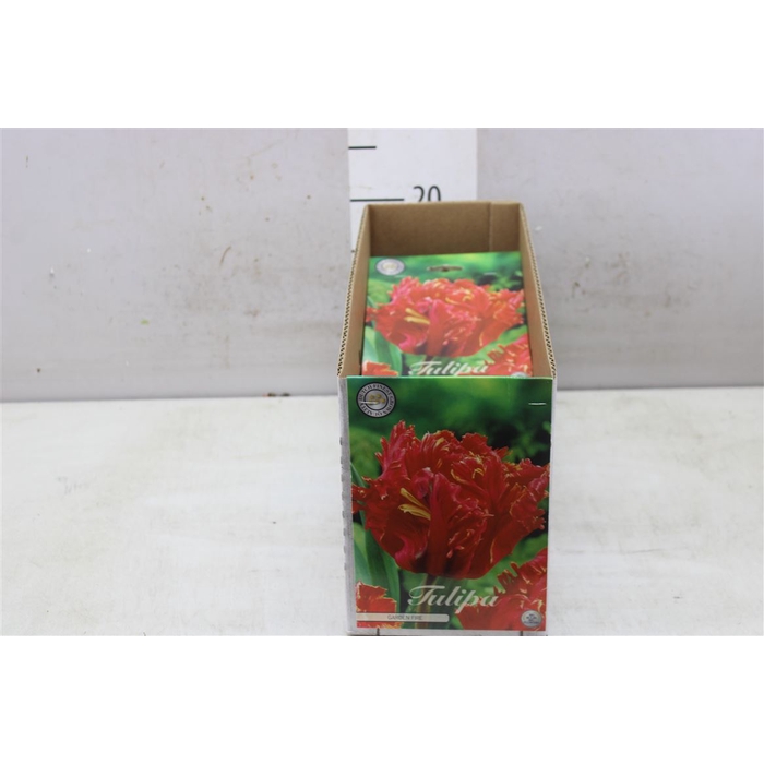 <h4>Bol Tulp Garden Fire 10 Zakjes X7</h4>