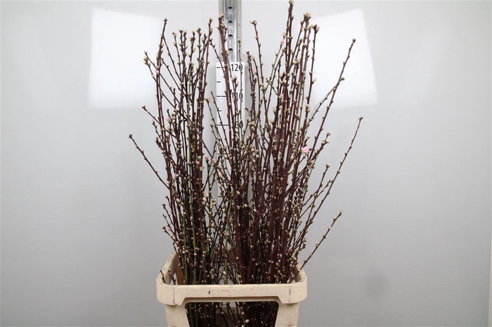 <h4>Prunus Pink</h4>