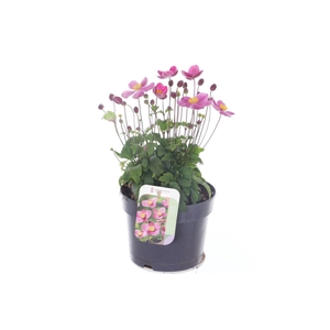 Anemone hup. Little Breeze Kiss
