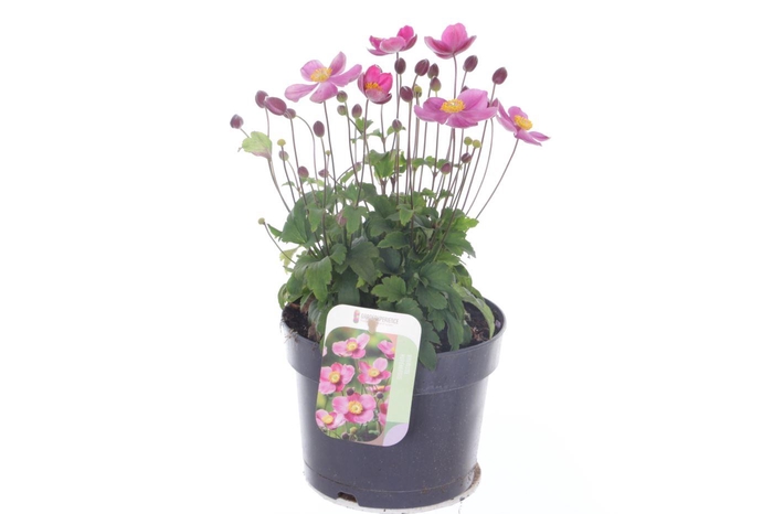 <h4>Anemone hup. Little Breeze Kiss</h4>