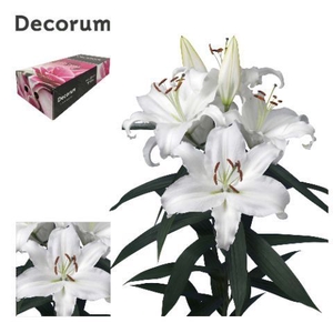 LI UNIVERSE 5+ Medium Decorum box