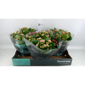 Kalanchoe blos.   ..rosebud mix/pot