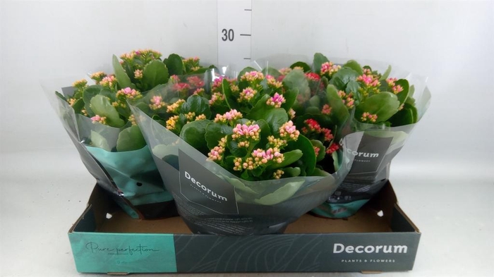 <h4>Kalanchoe blos.   ..rosebud mix/pot</h4>
