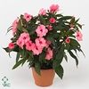 Impatiens NG 'ColPow Salmon'