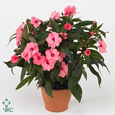 Impatiens NG 'ColPow Salmon'
