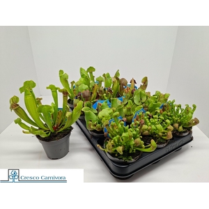 SARRACENIA OV