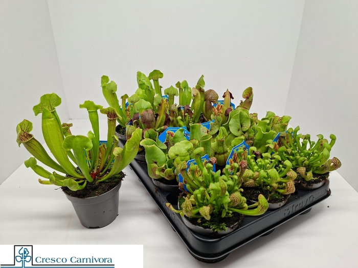 <h4>SARRACENIA OV</h4>