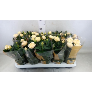 Rosa  'Belami Kordana'