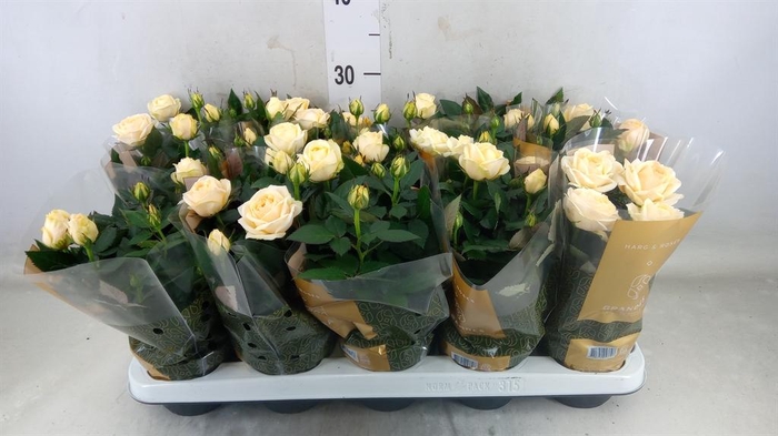 <h4>Rosa  'Belami Kordana'</h4>