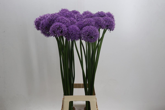 <h4>Allium  'Gladiator'</h4>