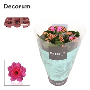 Kalanchoe Decorum - Pink