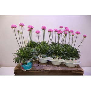 Arme Ps Dr Daydream Dark P