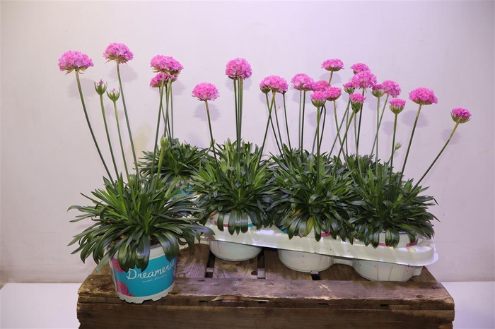 <h4>Arme Ps Dr Daydream Dark P</h4>