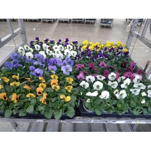 Viola wr. 'Delta'   ...mix