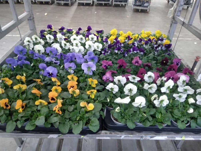 <h4>Viola wr. 'Delta'   ...mix</h4>