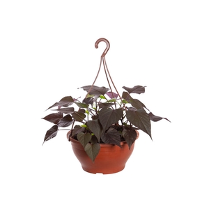 IPOMOEA BLACK C21