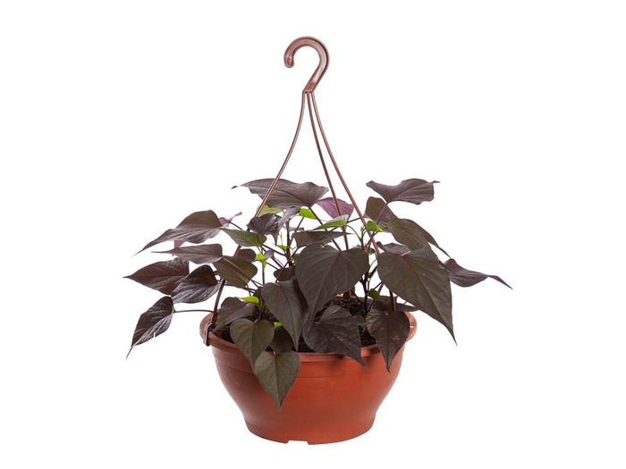 <h4>IPOMOEA BLACK C21</h4>