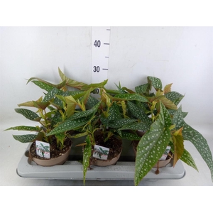 Begonia BD mac. 'Wightii'