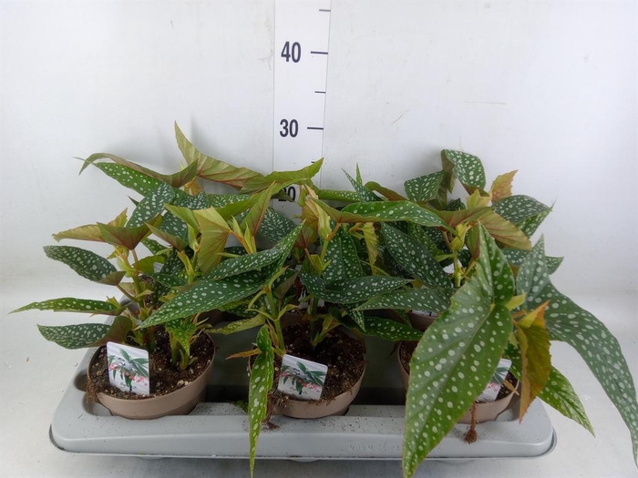 <h4>Begonia BD mac. 'Wightii'</h4>