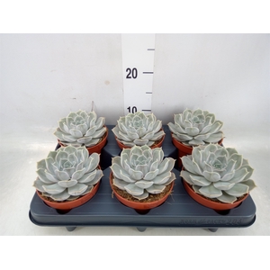 Echeveria lilacina