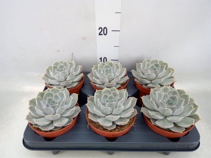 <h4>Echeveria lilacina</h4>